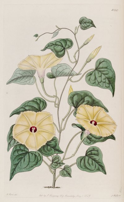 Ipomoea ochracea by Unbekannt Unbekannt